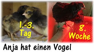 Wie entwickeln sich wildwüchsige Araucana - Küken ?/ Anja hat einen Vogel