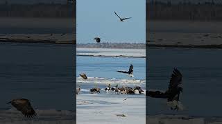 Steller´s Sea Eagles in Nemuro