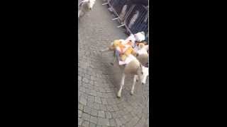 Sheep race