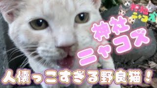 【神社に住む猫たち】人懐っこすぎる野良猫！！