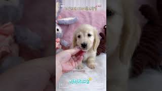 🐶奶油臘腸寶寶🐶活潑可愛、脾氣溫和、小短腿