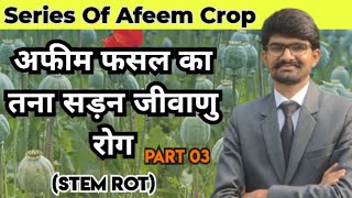 अफीम में तना सड़न जीवाणु रोग का उपचार कैसे करे।Afeem Tana Sadan Rog?Stem Rot Of Opium।  #farming