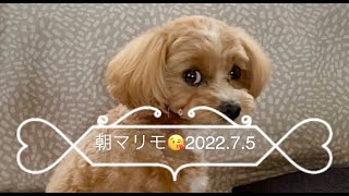 【マルプー犬のマリモ】朝マリモ😘2022.7.5(1才11ヶ月)