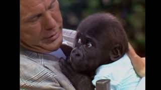 Baby Gorilla's Unholy Obsession With Johnny Carson