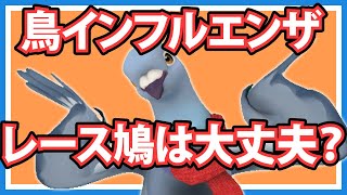 【羽鳥ぽぽぽ】鳥インフルエンザ、レース鳩は大丈夫？【第240羽】