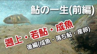 【鮎の一生・前編4月~7月】年魚と言われ1年で生涯を終わる鮎の成長を、釣りを交え映像化しました！