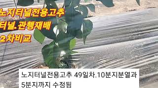 노지터널전용고추 49일차.1.2차 추비 바삭코트시비