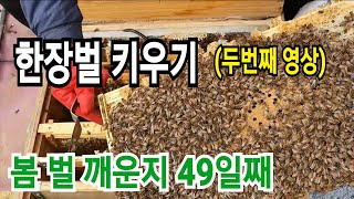 양봉 한장벌 키우기 (두번째 영상) 봄벌 깨운지 49일