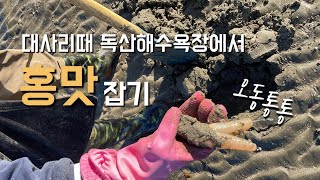 [해루질] 대사리때 독산해수욕장에서 홍맛 잡기 | 홍맛조개 손질하기