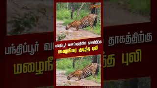 SHORTS | தாகத்திற்கு மழைநீரை குடித்த  புலி .. | Tiger Drinking Rain water