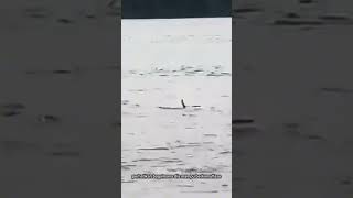 Viral buaya Indonesia pura-pura tenggelam sampai masuk berita internasional!! #buaya #predator #ob