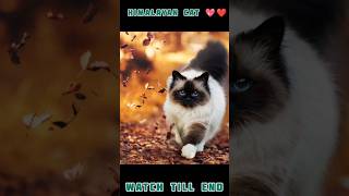 HIMALAYAN CAT 💖❤️ STATUS #youtubeshorts #viral #trending #cats