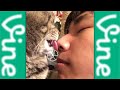 猫の6秒動画詰め合わせ