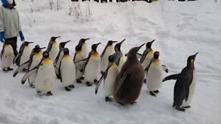 2020旭川動物園企鵝散步 ペンギンの散歩 Asahikawa Zoo Penguin Walk 20200210 11:19