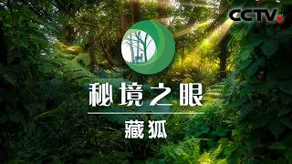 《秘境之眼》藏狐 20200529 | CCTV