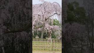 【京都桜】2021年3月16日　京都御苑　枝垂桜　#Shorts