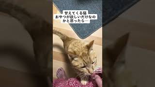 おやつが欲しいだけなのかと思ったら…#保護猫 #茶トラ #猫の飼い方