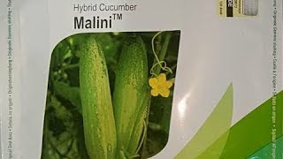 seminis malini cucumber আমার পছন্দের জাত | মালিনি শসা সবার সেরা👌👍🥒