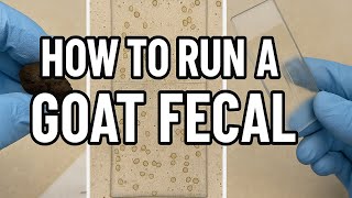 How to Do a Fecal Egg Count in Goats | Step-by-Step McMaster Slide Tutorial
