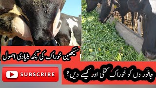 Feeding of cattle and buffalo II Basic feeding tips for cows and buffaloes II Buffalo feeding part-1