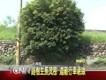 大台中新聞 霧峰北岸路路樹茂密遮視線