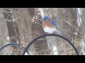 bluebird of happiness male u0026 female eastern bluebirds bluebird