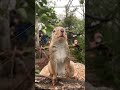 リス大接近！ shorts リス ニホンリス squirrel 神戸どうぶつ王国