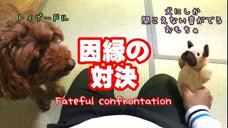 因縁の対決！わんこと、犬にしか聞こえない音の出るおもちゃ～Fateful confrontation～【トイプードル ぷーすけ】