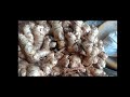 shunti bele agriculture ginger farming gingerprice ಇಂದಿನ ಶುಂಠಿ ಬೆಲೆ 16 02 025