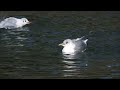 カモメ成鳥冬羽　 common gull