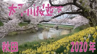 秋田　太平川桜並木　2020年  旅  Excursion in the countryside of Japan