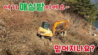 가시덤불 밭 다듬기! 매실밭인데 믿어지나요? 산골밭 정리.