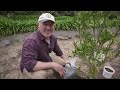 Feeding And Pruning Citrus Trees For Spring Growth