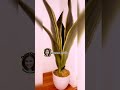 Bulaklak NG snake plant Kunin mo agad lhat ng ibulong mo Dito ay MATUTUPAD super swert#pampaswerte