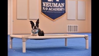 Eli (Boston Terrier) Boot Camp Dog Training Video Demonstration