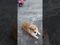 沒有尾巴的柯基犬corgi