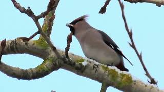 Kugara - Bohemian Waxwing - Bombycilla garrulus