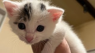 ヨウムが語る【子猫を保護した1ヶ月】