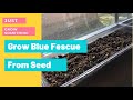 Start Blue Fescue From Seed | Seed Starting | Growing Grass | Ohio Zone 5 Gardening | Part One