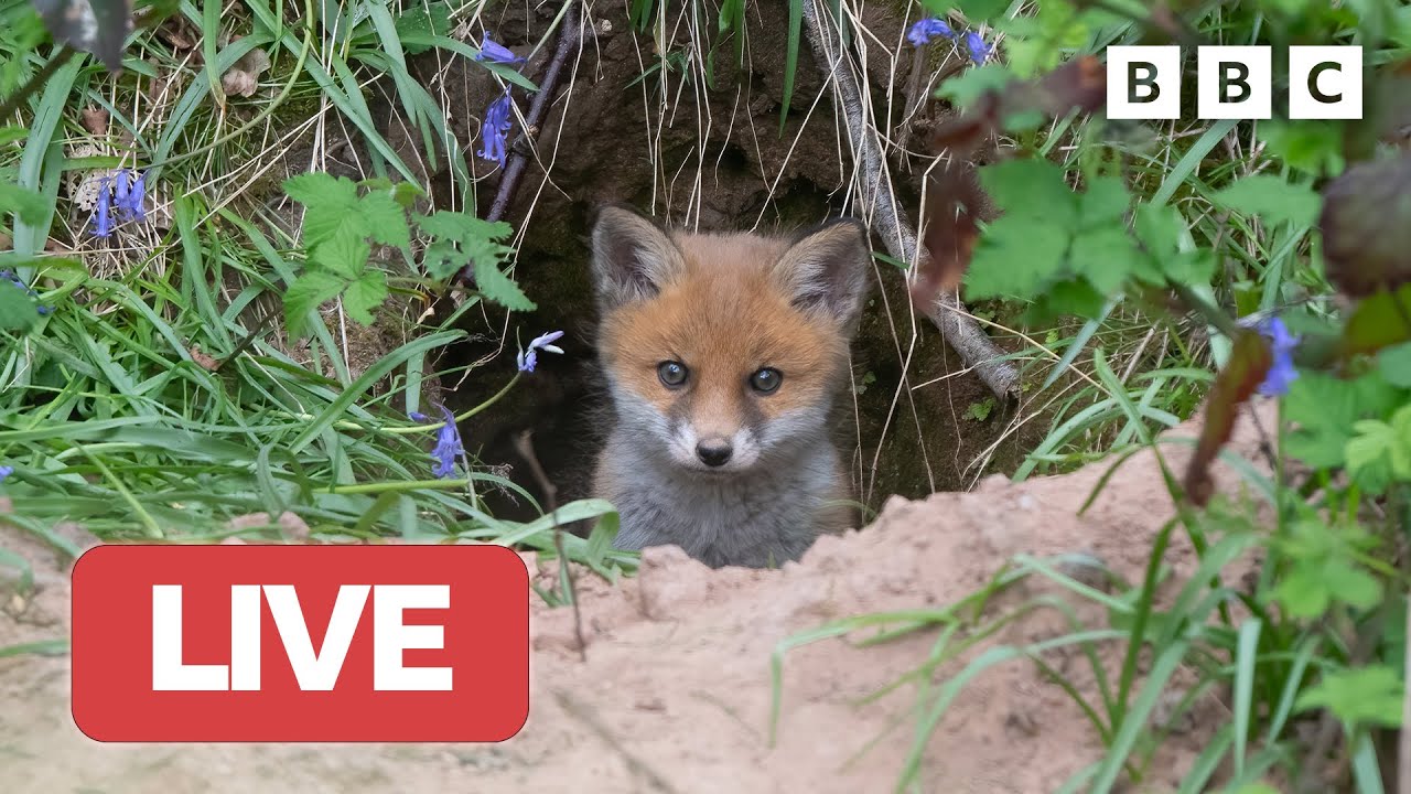 рџ ґ Live Wildlife Cameras рџђј 30 May рџњє Bbc Springwatch 2023 Youtube