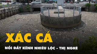 Xác cá và rác nổi đầy kênh Nhiêu Lộc - Thị Nghè sau vài cơn mưa
