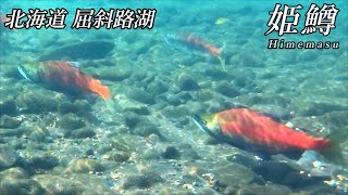 【ヒメマス】北海道　屈斜路湖　2022年　秋の屈斜路湖でヒメマス観察　水中映像　赤い彗星