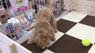 ペットショップ犬の家＆猫の里富士店　126870　ハーフ犬（マルプー）♂