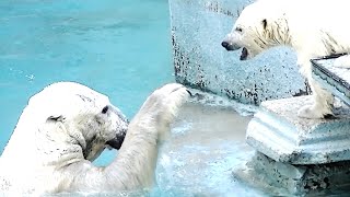 『モモちゃん、おいで』💗シロクマのママが手招き【天王寺動物園】