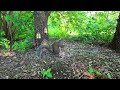 🐇 baby bunnies squirrels u0026 birds 🐦 at the fairy house 🧚🏠 10 hour tv for pets u0026 people