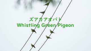 ズアカアオバト（亜種チュウダイズアカアオバト）Whistling Green-pigeon