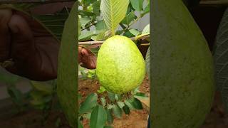 kgజామ మన గార్డెన్లో చూడండి/kg guava in my garden/#mygarden/#gardening/#shortvideo/#youtube