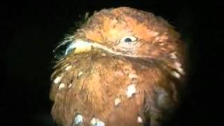 Rufous Potoo, Brazil