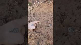 Arrowhead hunting! ( finding two guilford points while filming)