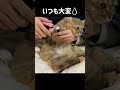 爪切りを嫌がる子猫＆母猫！【サイベリアン・多頭飼い】 shorts